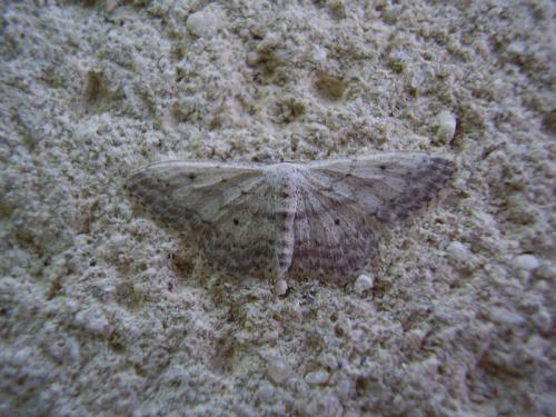 Idaea seriata