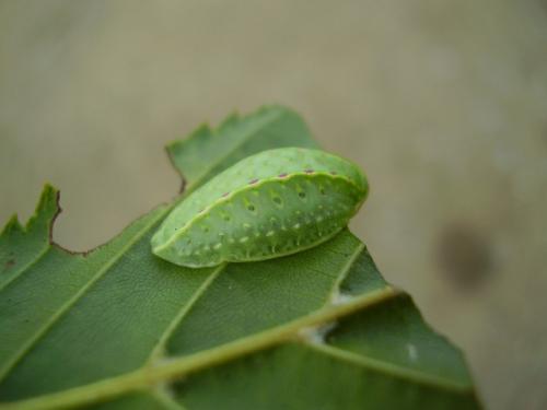 Réf. 37 363 : Apoda limacodes