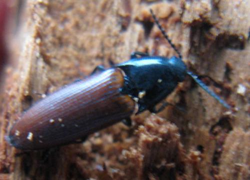 Ampedus sp.