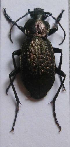 Carabus concolor