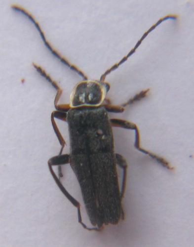 Cantharis fibulata