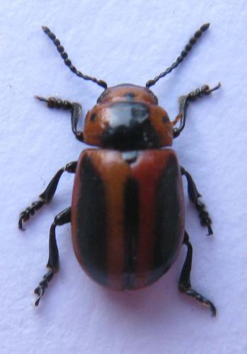 Réf. 37 082 : Entomoscelis adonidis