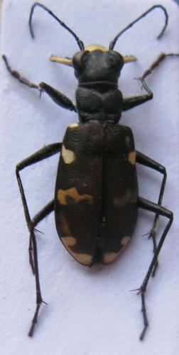 Cicindela hybrida