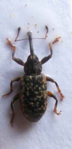 Réf. 37 694 : Dorytomus sp.