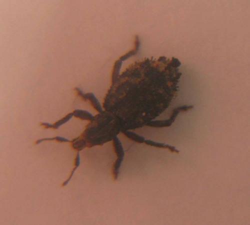 Dichotrachelus sp.