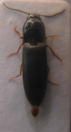 Réf. 37 169 : Procraerus tibialis