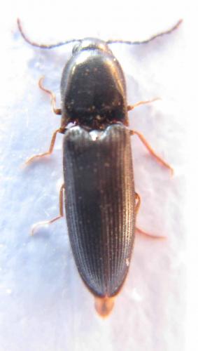 Réf. 37 328 : Procraerus tibialis
