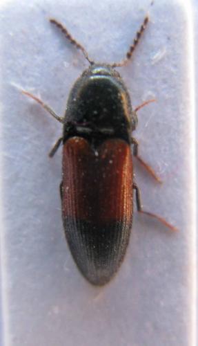 Ampedus balteatus