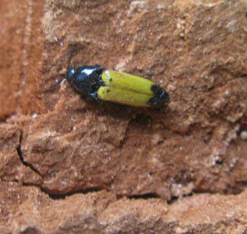 Réf. 37 541 : Ampedus elegantulus