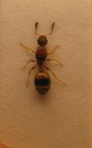 Réf. 37 791 : Temnothorax sp.