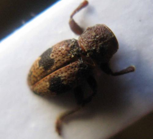 Parmena balteus