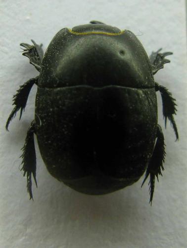 Réf. 37 270 : Pactolinus major