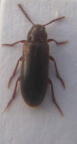 Zilora obscura