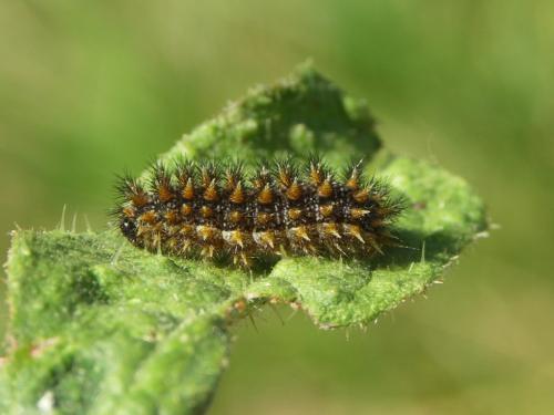 Melitaea phoebe