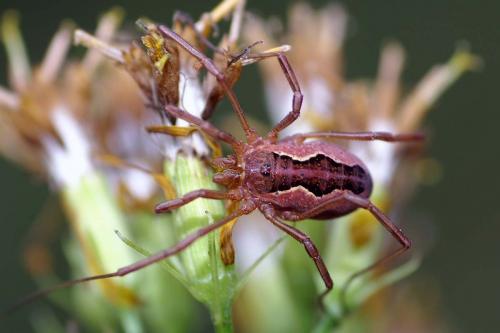 Réf. 37 125 : Mitopus morio