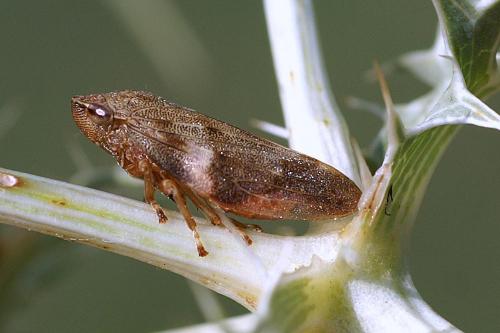 Aphrophora alni