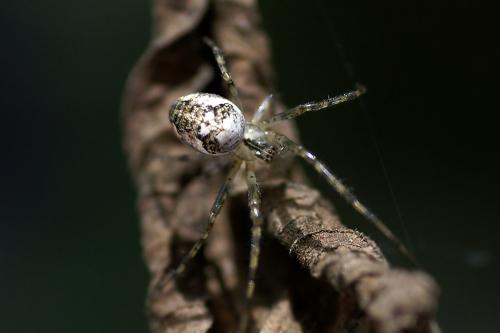 Metellina sp.