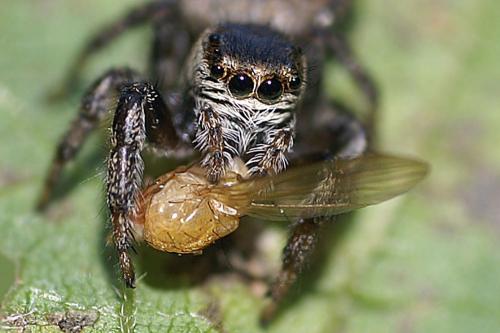 Evarcha arcuata