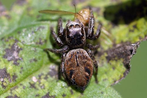 Evarcha arcuata