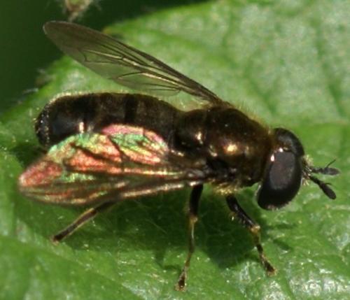 Pipizella sp.