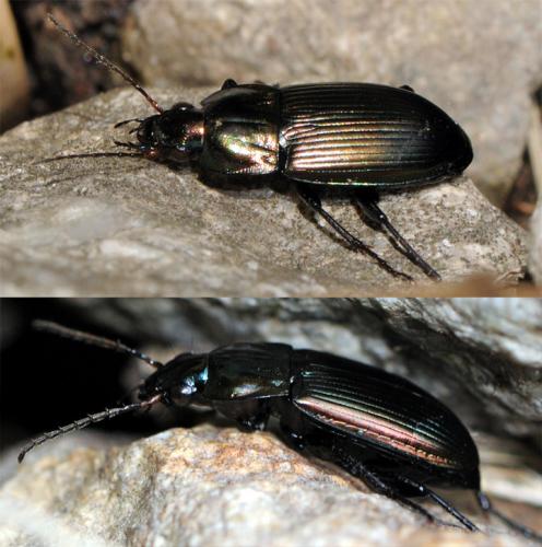 Réf. 37 774 : Poecilus versicolor