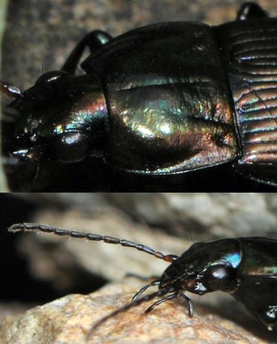 Réf. 37 775 : Poecilus versicolor