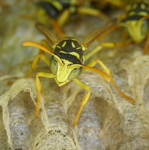 Polistes gallicus