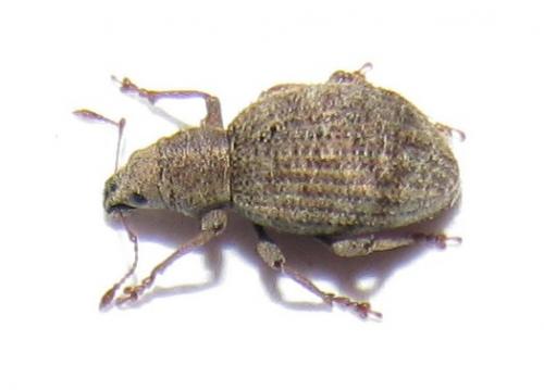 Réf. 37 057 : Sciaphilus asperatus