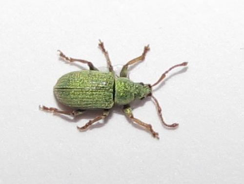 Réf. 37 358 : Phyllobius roboretanus