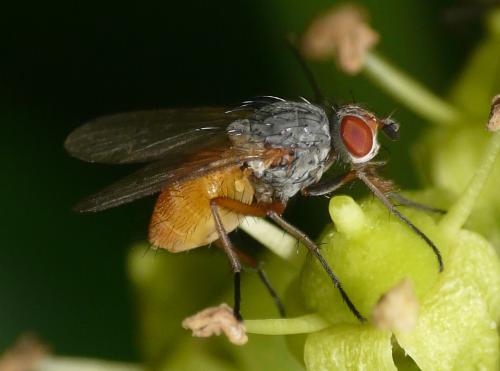 Réf. 37 321 : Pegomya sp.