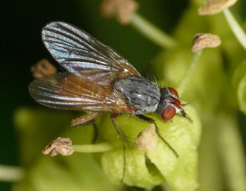 Réf. 37 323 : Pegomya sp.