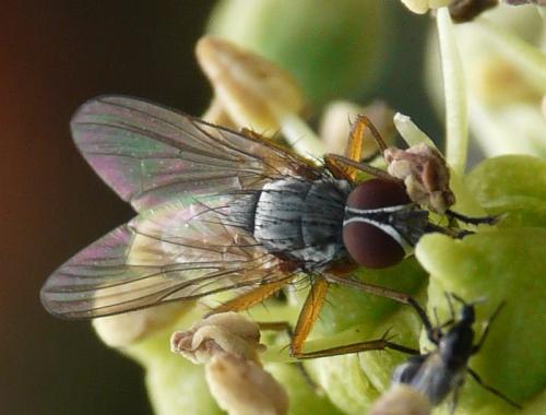 Pegomya bicolor