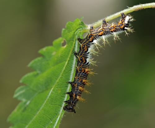 Réf. 37 392 : Polygonia c-album