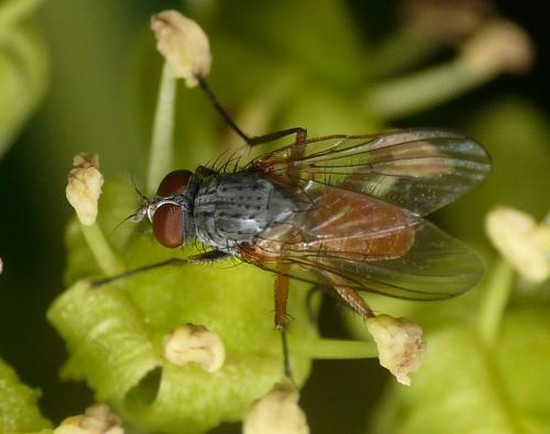 Réf. 37 334 : Pegomya sp.
