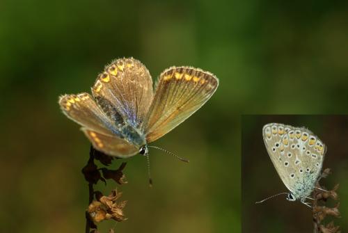 Polyommatus icarus