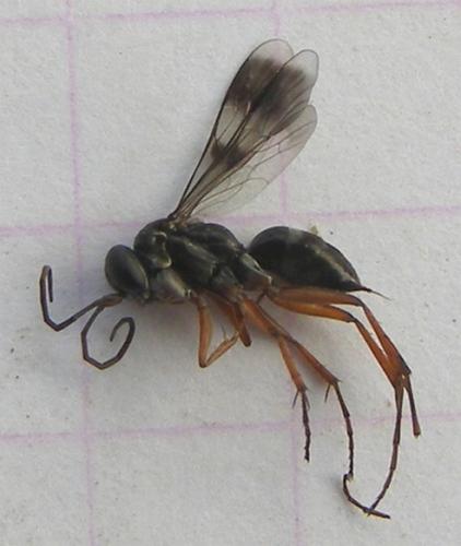 Agenioideus fascinubecula