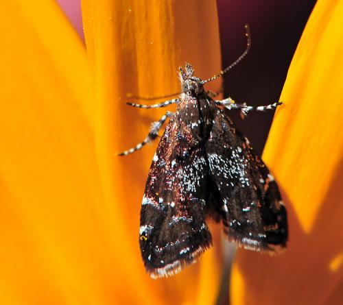 Réf. 37 337 : Prochoreutis stellaris