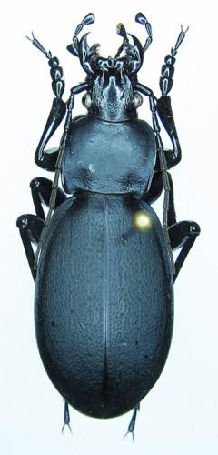 Réf. 37 746 : Carabus coriaceus