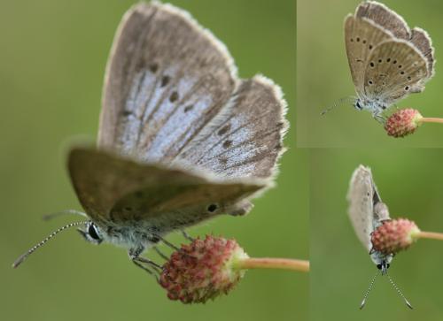 Phengaris teleius