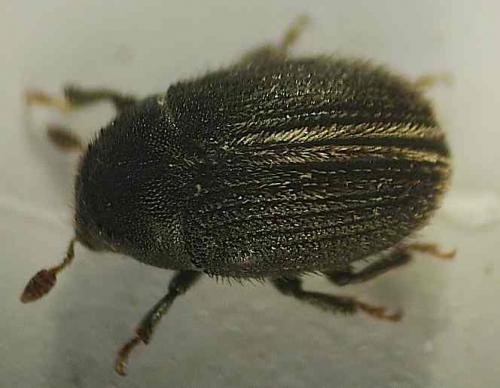 Réf. 37 969 : Hylesinus toranio
