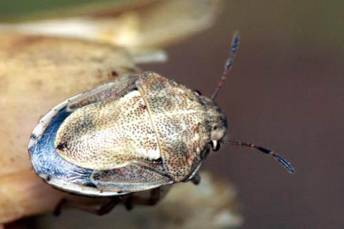 Réf. 37 090 : Neottiglossa leporina