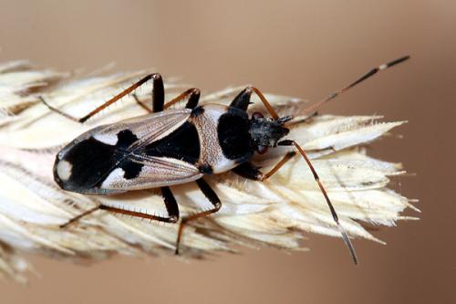 Raglius confusus