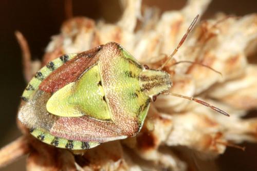 Réf. 37 677 : Antheminia absinthii