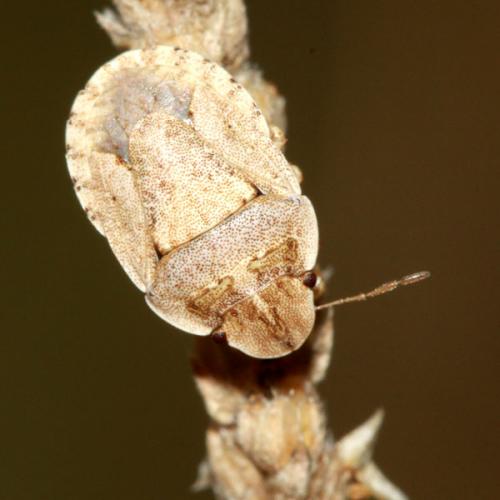 Réf. 37 678 : Sciocoris helferii