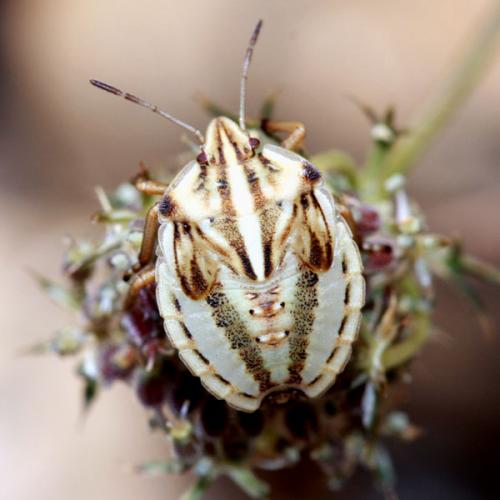 Réf. 37 680 : Graphosoma semipunctatum
