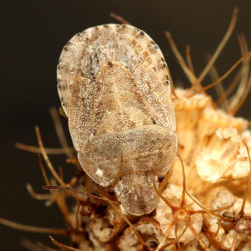 Sciocoris macrocephalus