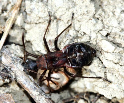 Alydus calcaratus