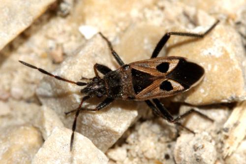 Réf. 37 906 : Lasiocoris anomalus
