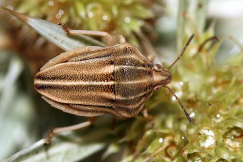 Tholagmus flavolineatus