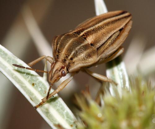 Tholagmus flavolineatus